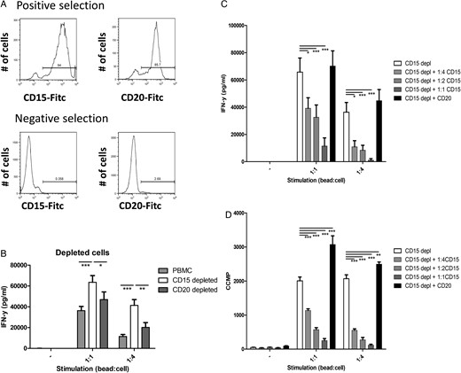 Polymorphonuclear (PMN)- myeloid-derived suppressor cells (MDSCs) from glioma patients suppress T cell function. (A) Representative histograms of positively (top panels) and negatively (bottom panels) MACS-sorted populations, sorted for CD15 (left panels) or CD20 (right panels). (B) Secreted IFN-y of peripheral blood mononuclear cells (PBMCs) not stimulated or stimulated with anti-CD3/anti-28 beads in a 1:1 or 1:4 ratio (1 bead: 4 cells). Data of total PBMCs (light gray), CD15 depleted PBMCs (white) or CD20 depleted PBMCs (dark grey) with error bars representing standard error of the mean (SEM). (C and D) Secreted IFN-y and tritium incorporation (D) of CD15 depleted PBMCs. Data are shown for CD15 depleted PBMCs (white), CD15 depleted PBMCs + CD15+ cells (1:4(light gray), 1:2 (gray) or 1:1 (dark gray)), CD15 depleted PBMC's + CD20+ cells (1:1 (black)). Cell ratio 1:2 (or 1:4) represents ratio of CD15 depleted PBMCs:CD15+ cells. Data of 3 independent experiments with each 3 replicates are combined. Asterisks represent statistical significance (*P < .05; **P < .01; ***P < .001) compared with CD15 depleted PBMC samples.