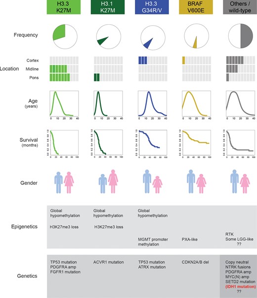 Biologically and clinically defined subgroups of pediatric infiltrating glioma. Specific, selective, recurrent, and mutually exclusive mutations in the genes encoding the histone H3.3 (H3F3A) and H3.1 (HIST1H3B, HIST1H3C) variants, along with BRAF V600E, mark distinct subgroups of disease in children and young adults. There are clear differences in location, age at presentation, clinical outcome, gender distribution, predominant histology and concurrent epigenetic and genetic alterations. The remaining half of tumors comprising these diseases harbor numerous, partially overlapping putative drivers or other (epi)genomic characteristics, but as yet do not form well-validated biological and clinical subgroups. The small proportion of children (mostly adolescents) with IDH1 mutations represent the lower tail of age distribution of an otherwise adult subgroup, and are excluded here.