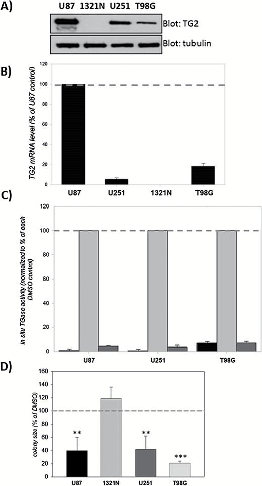 Effects of the TG2 inhibitor NC9 on colony formation by glioblastoma (GBM) cells.