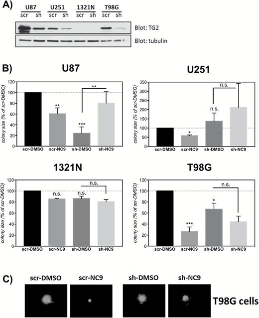 The suppressive effect of NC9 on the colony formation capacity of glioblastoma (GBM) cells is TG2-dependent.