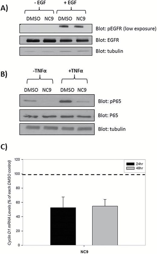 Inhibition of TG2 does not attenuate epidermal growth factor receptor (EGFR) levels or activity but does decrease NF-κB activation. (A) U87 cells were treated with 10 µM NC9 or dimethylsulfoxide (DMSO) control for 24 hours followed by 10 minutes of incubation with 100ng/mL EGF or DMSO. Twenty micrograms of lysates were blotted for phospho-EGFR (pEGFR), EGFR, and tubulin. (B) U87 cells were treated with 10 μM NC9 or DMSO for 15 hours, and 50ng/mL of TNFα was used in 2 groups to activate NF-κB (N=3). (C) U87 cells were treated with 10 μM NC9 for 24 or 48 hours. Messenger RNA levels were quantified using Q-RTPCR (N=3). Statistical significance was tested using Dunnett’s test; *P<0.05, **P<0.01, ***P<0.005.