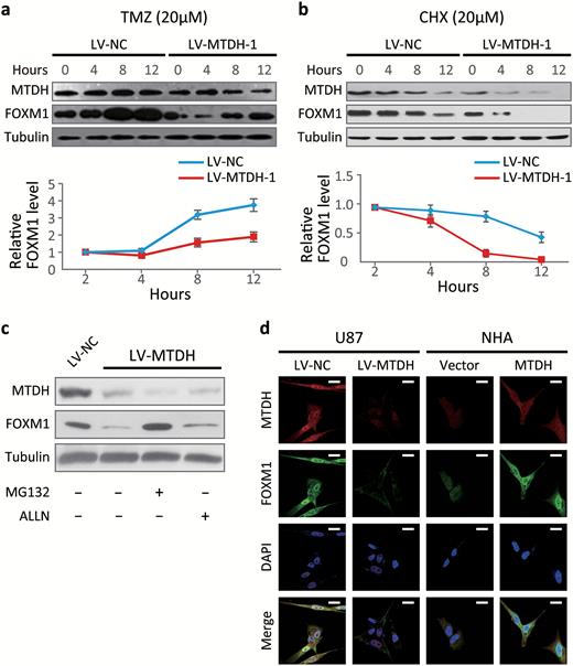 MTDH modulates the forkhead box M1 (FOXM1) protein levels by preventing the proteasomal degradation of FOXM1. (A) FOXM1 and MTDH protein were determined via Western blotting after treatment with 20 μM temozolomide (TMZ) to damage cell DNA in sh-MTDH and control U87 cells. Cells were harvested at the indicated time points following temozolomide (TMZ) treatment. (B) Cells were harvested at the indicated time points after adding cycloheximide (CHX) to inhibit new protein synthesis. (C) FOXM1 and MTDH protein levels in sh-MTDH and control U87 cells were determined after MG132 or ALLN treatment (10 μM). (D) Immunofluorescence for MTDH (Alexa 596), FOXM1 (Alexa 488), and nuclei (DAPI, blue) in sh-MTDH U87 cells, MTDH-overexpressing NHA, and control cells. Scale bar, 20 μm. Note the nuclear colocalization of MTDH and FOXM1.