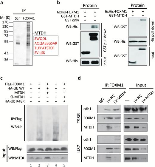 MTDH directly interacts with forkhead box M1 (FOXM1) in vitro and in vivo and inhibits FOXM1 ubiquitination by interfering with the Cdh1-FOXM1 interaction. (A) Extracts of 293T cells transfected with the Flag-tagged FOXM1 or control plasmid were subjected to immunoprecipitation (IP). The resulting protein complexes were subjected to LC-MS/MS. Detailed mass spectrometric data are shown in Supplementary Fig. 3. (B) GST and His pull-down assays were performed using purified GST-tagged MTDH and 6xHis-tagged FOXM1, respectively. (C) U87 cells were transfected with the indicated plasmids or specific siRNA. After 4 hours of treatment with MG132, cell extracts were subjected to IP. (D) Extracts of sh-MTDH and control U87 and T98G cells were subjected to IP.