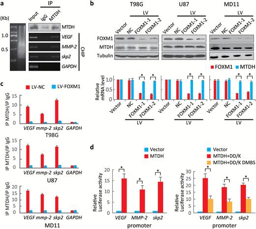 MTDH enhances forkhead box M1 (FOXM1) transcriptional activity. (A) Chromatin immunoprecipitation (ChIP) assays were performed to identify FOXM1 target gene promoters in U87 cells using anti-MTDH antibodies. The immunoprecipitated products were analyzed via standard semiquantitative PCR. (B) MTDH and FOXM1 levels in cells expressing 2 specific FOXM1 shRNAs were evaluated by Western blotting. *P < .001. (C) ChIP assays were performed on sh-FOXM1-transfected and control cells using an anti-MTDH antibody. The VEGF, MMP-2 and Skp2 promoters were amplified via semiquantitative PCR. (D) Left, dual luciferase reporter assays were used to evaluate promoter activities in 293T cells transfected with the MTDH expression or control plasmid. Right, dual luciferase reporter assays were performed to evaluate promoter activities in 293T cells carrying plasmids expressing FOXM1 lacking the D and KEN boxes (DD-box/DK-box) and FOXM1 lacking the MTDH-binding site (DMBS) as well as the D and KEN boxes. Values are presented as means±SD for triplicate samples. *P < .001.
