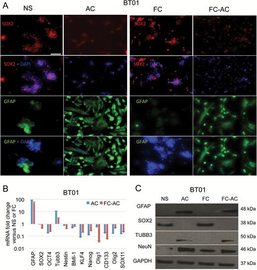 Floating cells express stem cells markers. (A) BT01 GSCs NS and their corresponding AC, as well as FC spheres and their differentiated counterpart FC-AC were stained for Sox2, GFAP, and nuclei (using DAPI). Scale bar, 100 μm. (B) mRNA expression profile of different genes in NS, FC, AC, and FC-AC from BT01 cells analyzed by qRT-PCR. Relative fold change of AC/NS and FC-AC/FC are shown. (C) Western blot analysis for GFAP, Sox2, TUBB3, NeuN, and GAPDH in cell lysates collected from NS, FC, AC, and FC-AC from BT01.