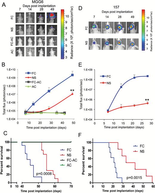 Floating cells form aggressive tumors in vivo. (A–C) Athymic mice were implanted with ~50000 of either FC, NS, FC-AC, or AC from MGG6 expressing Fluc into the left forebrain (n = 7–10). Representative pseudo-color images of Fluc bioluminescence at different time point post-implantation (A). Quantification of Fluc radiance intensity presented as photons/sec/cm2/surface radiance; data presented as mean±SD, n = 10; **P < .01 FC vs NS by ANOVA and Tukey’s post-hoc test (B). Kaplan–Meier survival curves; n = 7–10; ** P < .01 FC vs NS by Mantel–Cox (log-rank) test (C). (D–F) Athymic mice were implanted with ~50000 NS or FC cells from GSCs 157 and results were analyzed similar to A–C; n = 8; ** P < .01 FC vs NS.