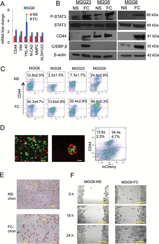 Floating cells display enhanced mesenchymal properties. (A) MGG6 NS and FC mRNA were analyzed by qRT-PCR for different mesenchymal markers including CD44, vimentin, YKL-40, N-cad, and MMP2. (B) Cell lysates from different cultures were analyzed by western blotting for pSTAT3, STAT3, CD44, C/EBPβ, and β-actin. (C) FACS analysis showing proportion of CD44 positive cells in FC and their corresponding NS from different GSC cultures. (D) MGG29 NS were fractionated into CD44high and CD44low subpopulation by FACS and predominant cells were established and labeled with GFP and mCherry, respectively. Left: fluorescence analysis of a mixture of these 2 subpopulations cultured in serum; middle: FC collected and analyzed for both GFP and mCherry; right: flow cytometry of CD44high cells in both GFP and mCherry populations. (E) NS and FC were differentiated using StemPro Chondrogenesis Differentiation Kit and stained with fast green and safranin O (positive, #; negative, +). (F) NS and FC were cultured as a monolayer and their ability to invade/migrate was evaluated using scratch healing assay. Bright field micrographs are showing for different groups. Scale bar, 50 μm.