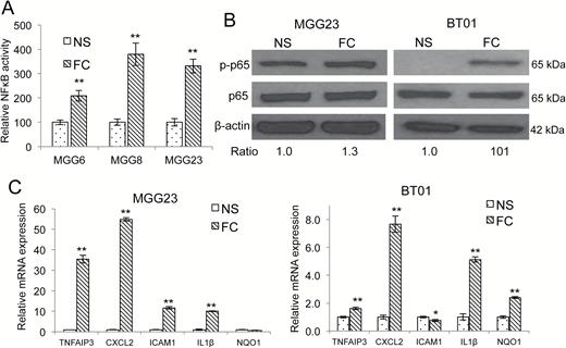 NFkB activation in floating cells. (A) NS stably expressing NFkB-Gluc and SV40-Vluc were differentiated in serum and FC were collected from them. The normalized Gluc/Vluc level, a marker for NFkB activity, was analyzed in an aliquot of conditioned medium from NS and FC; **P < .01 FC vs NS (mean±SD, n = 8). (B) Cell lysates from NS and FC of MGG23 and BT01 were analyzed by western blotting for phosphorylated form and total p65 (ser536) as well as β-actin ratio of p-p65 over p65 is presented. (C) NS and FC mRNA from MGG23 and BT01 were analyzed by qRT-PCR for different NFκB target genes. Fold change relative to expression in NS are presented; ** P < .01 FC vs NS (mean±SD, n = 8).