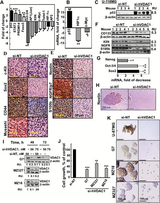 TF levels and stem cell marker expression are altered in si-hVDAC1-TTs and inhibition of cancer neurosphere formation. (A) Stem cell TF activation profiling was analyzed in s.c. U-87MG si-NT- or si-hVDAC1-TTs. (B) Analysis by qRT-PCR of p53, c-Myc, and HIF-1α mRNA levels in si-hVDAC1-TTs, relative to si-NT-TTs. Results = mean±SEM (n=3–5); *P ≤ .05; **P ≤ .01. (C) Immunoblot of p53 in si-NT-TTs and si-hVDAC1-TTs derived from U-118MG cells. (D, E) IHC and immunoblot (F) staining for stem cell markers and qRT-PCR analysis of Sox2, Oct3/4, and Nanog (G) of si-NT- or si-hVDAC1-TTs sections. Results = mean ± SEM (n = 3–5), *P ≤ .05; **P ≤ .01. (H) Nestin-stained sections from brains 22 days post-grafting treated with si-NT– or si-hVDAC1–treated U-87MG cells. (I–K) G7, MZ-18, and MZ327 cells were treated with si-NT or si-hVDAC1 and after 48 and 72 h, the cells were analyzed for VDAC1 levels (I) or cell growth using a sulforhodamine B assay (J). Results are the mean ± SEM (n = 3); **P ≤.01; ***P ≤.001. (K) Neurosphere formation in si-NT– or si-hVDAC1–treated U-87, G7, MZ-18 and MZ-327 cells in stem cell–specific medium.