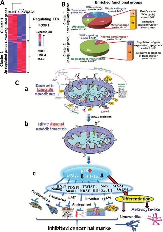 VDAC1-depletion and metabolic reprogramming leading to alterations in key TF levels and biological processes: a reversal of oncogenic properties and cell differentiation. (A, B) DNA microarray and bioinformatics analyses of si-hVDAC1- and si-NT-TTs (s.c.) reveal alterations in key TF levels and biological processes. RNA isolated from U-87MG si-hVDAC1- and si-NT-TTs was subjected to Affymetrix DNA microarray analysis. (A) Clustering of the 4493 differentially expressed genes: blue to red colors indicate expression levels. Promoter analysis indicates binding sites enrichment for FOXP1 (367 genes, P = 3.4 × 10−20) in cluster 1, and NRSF (1310 genes, P = 1.3 × 10−84), HNF4 (1161 genes, P = 5.8 × 10−38), and MAZ (678 genes, P = 1.2 × 10−22) in cluster 2. (B) Functional analysis of clusters 1 and 2 based on the Gene Ontology system. The number of genes associated with the indicated function is presented. (C) A schematic presentation of mitochondria in cancer cell VDAC1 depletion and metabolic reprogramming leading to a reversal of oncogenic properties and cell differentiation. Before treatment with si-hVDAC1, cancer cells maintain homeostatic energy and metabolic states, with HK bound to VDAC1, accelerating glycolysis and mitochondrial function to allow sufficient ATP and metabolite precursor levels to support cell growth and survival (a). VDAC1 depletion leads to dramatic decreases in energy and metabolite generation (b). This leads to changes in master metabolism regulator (p53, HIF1-α, and c-Myc) expression levels, which alter the expression of TFs associated with the oncogenic properties of stemness, EMT, cell proliferation, invasion, TAMs, and angiogenesis, while leading to differentiation into astrocyte- or neuron-like cells (c).
