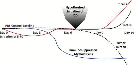 Graphic representation of immune cell subset changes over time after initiation of 5-FC treatment.