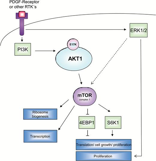 The network of kinase reactions (phosphorylations), which transmit pro-proliferative signals from receptor tyrosine kinases (RTKs) along the PI3K-Akt-mTOR or ERK1/2 pathways is drafted in this scheme. A very important RTK in meningiomas is platelet-derived growth factor receptor (PDGFR), especially the predominant form, PDGFR-ß. Proliferation of meningioma cells is stimulated by PDGF-mediated activation of the receptor and subsequent kinase reactions of PI3K and AKT1. The latter partially exerts its effects via a downstream pathway involving mTOR complex 1 (mTORC1) and its direct targets p70S6K and 4EBP1. Activation of AKT1, which may occur either by upstream kinases or eventually by the mutation E17K, leads to an activation of the downstream mTOR pathway, detectable as an enhanced expression of the phosphorylated forms of mTOR and p70S6K, while the activation is reflected in a lower phosphorylation of 4EBP1. An alternative route of mitogenic signal transduction via ERK1/2 is possible and is reflected by a higher abundance of phosphorylated ERK1/2. This pathway can potentially be crosslinked with the first one (activation of mTORC1 by ERK1/2).