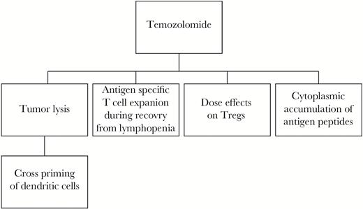 Immune effects of temozolomide as an immunomodulatory agent. Temozolomide is able to affect immune function in brain tumor patients through both effects on tumor cells and direct effects on immune cells. The tumor cell death that results from temozolomide allows release of tumor antigens that can be presented by dendritic cells (DCs). Additionally, temozolomide treatment results in cytoplasmic accumulation of antigen peptides in tumor cells, allowing for better recognition by immune cells. The effects of temozolomide on host immunity includes lymphopenia. This phenomenon can be leveraged. The homeostatic lymphocyte recovery after the temozolomide-induced lymphopenia is a window during which antigen-specific T cells can be rapidly expanded. Additionally, temozolomide may deplete or expand regulatory T cells (Tregs) which are immunosuppressive depending on the dosing regimen.