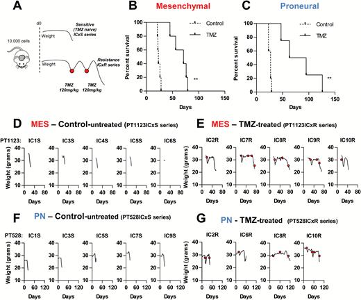 Differential responses of GSC-initiated intracranial glioblastoma xenografts to TMZ. (A) Experimental design—tumor regression was induced by initial dose of TMZ (120 mg/kg), which was repeated at relapse of individual tumors (red dots) until response was no longer observed. (B, C) Survival curves of mice harboring xenografts initiated by either MES-1123 (B) or PN-528 (C) GSCs. Cells were injected at 1 × 104 cells per inoculum into the brains of NSG mice. Untreated control (discontinuous line; N = 5) or treated with TMZ (continuous line; N = 5 for MES, N = 4 for PN) are shown. (D–G) Heterogeneity in the natural history of the disease in individual mice harboring GSC-initiated GBMs. Clinical response to progression in individual mice was measured by weight changes. Numerical designations in panels D–G indicate the respective individual xenografts with either TMZ sensitive (S) or resistant (R) phenotype (see text). **P < 0.01.