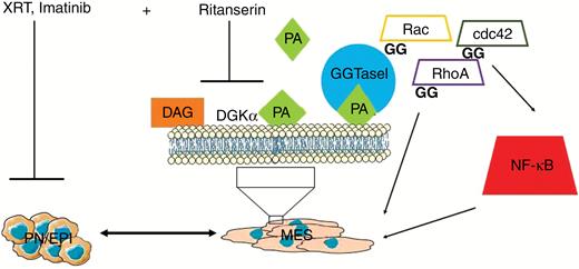 Pathways altered by Ritansein. EPI, epithelial.