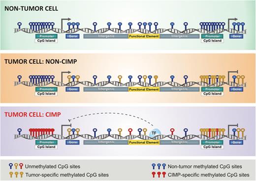 CIMP subtypes in human cancer. This illustration depicts aberrant DNA methylation changes at specific genomic loci in normal and tumor cells, especially in CIMP tumors. Each DNA strand represents one individual methylome. Methylated CpG sites in normal state are represented in blue, non-CIMP tumor DNA methylation gain in yellow, and aberrant DNA hypermethylation in CIMP tumors in red (modified from Weisenberger38).