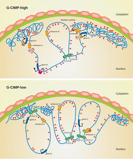 Chromatin changes in the progression of G-CIMP-high to G-CIMP-low tumors. This illustration shows a model of chromatin reorganization during the progression from G-CIMP-high to G-CIMP-low. G-CIMP-low (lower panel) shows a loss of DNA methylation at specific loci causing disruption of CTCF binding sites, reorganization of chromatin, and dysregulation of gene expression.