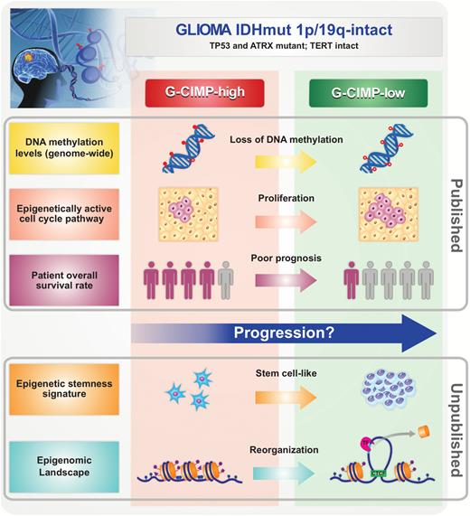Overview of major discoveries that define G-CIMP-high and G-CIMP-low glioma subsets. G-CIMP-high and G-CIMP-low tumors share the following genomic alterations: IDH-mutant–1p/19q intact, telomerase reverse transcriptase promoter wildtype, and alpha thalassemia/mental retardation syndrome X-linked and tumor protein 53 mutant. However, the G-CIMP-low subset defined a subgroup of IDH-mutant 1p/19q intact gliomas associated with DNA demethylation. Changes in chromatin architecture led to an imbalance between the insulators and enhancers and the consequent activation of cell-cycle related genes, the increase in stemness features, and poor clinical outcome compared with G-CIMP-high gliomas (cartoon representation, not to scale).