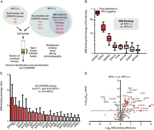Kinome profiling identifies elevated EPH RTKs in NF2-null context. (A) Schematic of MIB/MS in NF2-expressing(+) and NF2-null(−) lines. (B) MIB-bound kinases detected in NF2− lines in (A) underwent LFQ with intensity expressed as fold-change versus average LFQ for 2 NF2+ lines. (C) Multiplexed MIB/MS was performed using indicated AC-CRISPR lines, and MIB binding ratio is plotted as average ± SD of each NF2− versus NF2+ line (for kinases with binding ratio >1.2). (D) Volcano plot showing log2-fold change MIB binding (LFQ intensity) for A17− versus A2+ cell line plotted against the −log10 Padj value. Dotted line, P = 0.05.