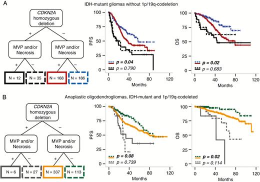Kaplan–Meier survival curves of the 911 IDH-mutant gliomas stratified on 1p/19q codeletion, pathological criteria, and CDKN2A status. (A) Among IDH-mutant tumors without 1p/19q codeletion and without CDKN2A homozygous deletion (n = 354), the presence of MVP and/or necrosis was associated with shorter PFS (P = 0.04) and OS (P = 0.002), whereas among tumors with CDKN2A homozygous deletion (n = 47), the presence of MVP and/or necrosis was relevant for neither PFS (P = 0.790) nor OS (P = 0.683). (B) Among AO IDH mutant + 1p/19q codeleted without CDKN2A homozygous deletion (n = 450), the presence of MVP and/or necrosis was not relevant for PFS (P = 0.085) but was associated with shorter OS (P = 0.028), whereas among tumors with CDKN2A homozygous deletion (n = 33), the presence of MVP and/or necrosis was relevant for neither PFS (P = 0.739) nor OS (P = 0.114).