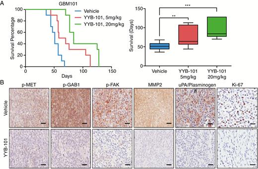 YYB-101 treatment impedes tumor growth in vivo and downregulates important cellular molecular effectors. (A) Kaplan–Meier survival curves and representative boxplot of vehicle vs YYB-101-treated (5 mpk, 20 mpk) groups in BALB/c nude mice. P-values were calculated using the log-rank test for survival curve and Student’s t-test for boxplot. (B) Representative immunohistochemical images of p-MET, p-GAB1, p-FAK, MMP2, uPA/plasminogen, and Ki-67 stainings. Scale bars: p-MET, p-GAB1, p-FAK, MMP2, and uPA/plasminogen, 200 μm; Ki-67, 100 μm.