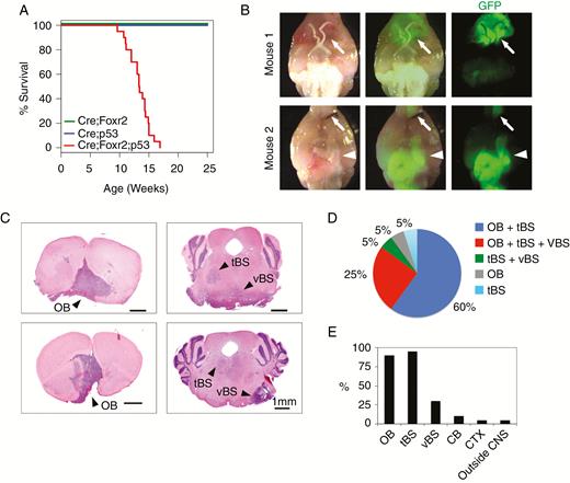 Nes-cre;Foxr2KI;Trp53fl/fl mice developed brain tumors. (A) Kaplan–Meier plot shows survival of Nes-cre;Foxr2KI mice (Cre;Foxr2) (n = 10), Nes-cre;Trp53fl/fl mice (Cre;p53) (n = 20), and Nes-cre;Foxr2KI;Trp53fl/fl mice (Cre;Foxr2;p53) (n = 20). Log-rank test, P < 0.001 (Cre;Foxr2 vs Cre;Foxr2;p53), P < 0.01 (Cre;p53 vs Cre;Foxr2;p53). (B) Whole-brain dissections of Cre;Foxr2;p53 mice showed tumors near the OB (arrows) and the BS (arrowheads). (C) H&E staining of coronal sections from the brain of Cre;Foxr2;p53 mice. Arrowheads, tumors. Bars, 1 mm. (D) Localization of tumors in 3 regions (OB, tBS, and vBS) in individual mice (n = 20). (E) Percentage of the mice that harbored tumors in different locations of the brain (n = 20).