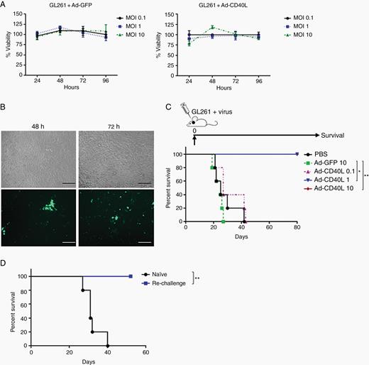 Restricted expression of CD40L in tumor cells exerts antitumor response. (A) GL261 cells were infected with different MOIs of Ad-GFP or Ad-CD40L, and cell viability was measured using MTT assay. Error bars ± SD. (B) GL261 cells were infected with Ad-GFP (MOI 1) and GFP expression was detected using florescence microscopy (20x). Scale bar, 100 µm. (C) Survival curves of mice treated with GL261 cells pre-infected with viruses and implanted into the brainstem (day 0). (D) Survival curves of mice which survived in (C) and were rechallenged with parental GL261 in the frontal lobe. *P ≤ 0.05, **P ≤ 0.01.