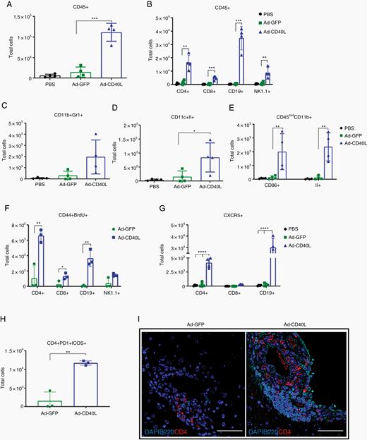 Ad-CD40L induces immune cell infiltration in brain tumors. Mice were implanted with GL261 tumors pre-infected with PBS, Ad-GFP, or Ad-CD40L (MOI 1) on day 0. Mice were given bromodeoxyuridine (BrdU) on day 7, and brains were perfused and harvested on day 8 for flow analysis. Numbers of total (A) CD45+, (B) CD4+ T, CD8+ T, CD19+, NK1.1+, (C) CD11b+Gr1+, (D) CD11c+II+, (E) CD45midCD11b+, (F) CD44+BrdU+, (G) CXCR5+, (H) CD4+PD1+ICOS+. Error bars ± SD (n = 4). Student’s t-test: *P ≤ 0.05, **P ≤ 0.01, ***P ≤ 0.001, ****P ≤ 0.0001. (I) Representative images (40x) of brains day 8 post-implantation stained with DAPI, B220, and CD4. Scale bar, 50 µm.