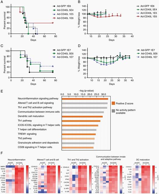 Intratumoral injection of Ad-CD40L results in tumor clearance with acute toxicity. (A, C) Survival curves of tumor-bearing mice treated with viruses. (B, D) Percent body weight loss of GL261-bearing mice treated with Ad-CD40L. Tumor bearing mice were intratumorally injected with viruses. On day 8, total RNA was isolated for RNA-seq analysis. (E) Top 12 canonical pathways compared between Ad-GFP and Ad-CD40L. (F) Heat map of genes expressed in Ad-GFP or Ad-CD40L over PBS (expression log ratio ≥3) in top 5 canonical pathways.