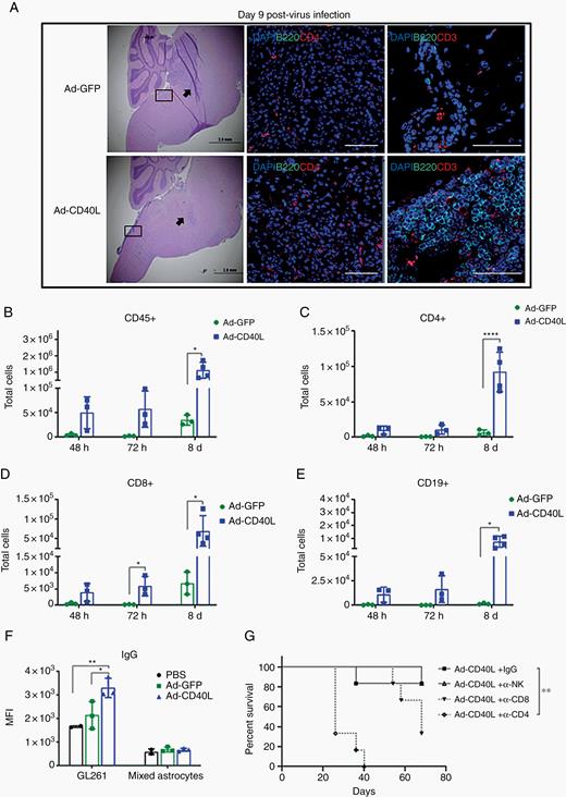 Intratumoral injection of Ad-CD40L induces immune cell infiltration and antitumor antibody. (A) Representative images (40x) of tumor-bearing mice treated with viruses. Left panel, hematoxylin/eosin staining; middle panel (arrow), brain tissues stained with DAPI, B220, and CD4 (scale bar, 100 µm); right panel (inset), brain tissues stained with dapi, B220, and CD3 (scale bar, 50 µm). (B–F) Flow analysis of brains treated with PBS, Ad-GFP, or Ad-CD40L. Numbers of total (B) CD45+, (C) CD4+ T, (D) CD8+ T, (E) CD19+ cells. Error bars ± SD (n = 3). Student’s t-test; *P ≤ 0.05, **P ≤ 0.01, ****P ≤ 0.0001. (F) Average of median fluorescent intensity of IgG levels. Error bars ± SD (n = 3). Student’s t-test; *P ≤ 0.05, **P ≤ 0.01. (G) Mice injected with GL261 brainstem tumors on day 1 were injected with control IgG or with depleting antibodies against CD4+T, CD8+T, or natural killer cells on days 6, 8, 10, and 12. Mice (n = 6) were injected intratumorally with PBS or with 1 × 106 pfu of Ad-CD40L on day 10. Survival with time is shown.