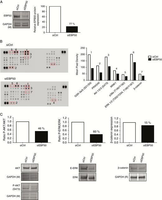 Knock-down effects of siEBP50 on phosphorylation of protein kinases. (A) Validation of siEBP50 efficacy expression by western blot in NEM168-i cells, percent downregulation is indicated on graph. (B) Relative levels of phosphorylation of 43 kinase phosphorylation sites were compared between siCtrl and siEBP50 after 48 hours of transfection. Graphs represent mean pixel density of proteins that are deregulated with a ratio <0.7-fold. Proteins are classified by numbers 1–7. (C) Western blot validation of phospho-AKT (3), phospho-ERK (6), and β-catenin (7) in NEM168-i cells. Graphs illustrate percent downregulation of the blots below. Glyceraldehyde 3-phosphate dehydrogenase (R) or (M): rabbit or mouse antibody.