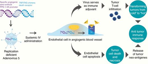VB-111 dual mechanism of action: (1) Targeting tumor vasculature by apoptosis of angiogenic endothelial cells. (2) Induction of an antitumor immune response.