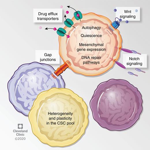 Described mechanisms of therapeutic resistance in GBM CSCs. Several studies have ascribed therapy resistance to features of GBM CSCs that prevent or antagonize the effects of these therapies. For instance, slowly dividing/quiescent GBM cells, which exhibit higher tumor initiating frequency, were resistant to radiation and chemotherapy.28,30,32 In addition, CD133+ GBM cells express higher levels of drug efflux transporters such as ABCG2, ABCC1, and ABCC3, and also highly express DNA repair enzymes such as MGMT.27,28,31,133 In addition, several pathways, processes and cellular states have been linked to radiation resistance. For instance, CD133+ GBM cells express higher levels of autophagy related proteins LC3, ATG5, and ATG12, radiation specifically prompted LC3-II expression in CD133+ GBM cells, and inhibition of autophagy sensitized cells to radiation.33 Inhibition of the gap junction protein connexin-46 or -43 sensitized TMZ resistant cells to TMZ-mediated apoptosis.34,35 Activation of the Wnt and Notch pathways have been described in radioresistant GBM CSCs, and radiosensitization could be achieved by inhibiting Wnt signaling or with gamma secretase inhibitors, which target the Notch pathway.36,37 In a similar manner to Notch, genetic targeting of receptor tyrosine kinase c-Met or its ligand sensitized cells to TMZ.38 Furthermore, primary patient-derived GBM CSCs with mesenchymal-like gene expression profiles were radioresistant, and radiation induced a proneural to mesenchymal gene expression profile in GBM cells,40,42 suggesting an enrichment or expansion of the resistant cells upon treatment. Knockdown of the master regulator of the epithelial to mesenchymal transition, ZEB1, sensitized GBM CSCs to chemotherapy through reducing expression of MGMT and c-MYB.41
