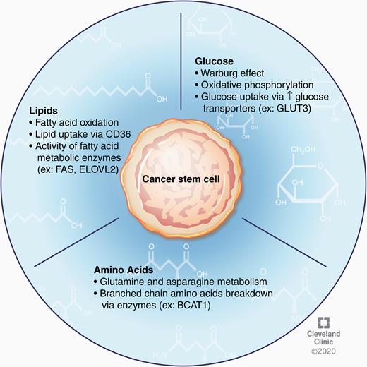CSC nutrient metabolism. CSC plasticity is further demonstrated by the ability of these cells to alter substrate utilization as an adaptive advantage in states of limited nutrient availability. In the context of glucose metabolism, the Warburg effect, as well as oxidative phosphorylation, have been shown to contribute to the CSC phenotype. CSCs can also scavenge glucose from nutrient-poor environments by upregulating surface expression of glucose transporters. Additionally, investigation into lipid metabolism in these cells has revealed an important role for fatty acid oxidation and lipid uptake in CSC proliferation and maintenance. Amino acid metabolism in GBM CSCs is an emerging area of study but existing data provide evidence for the importance of glutamine, asparagine, and branched chain amino acid metabolism in regulating the stem cell state.