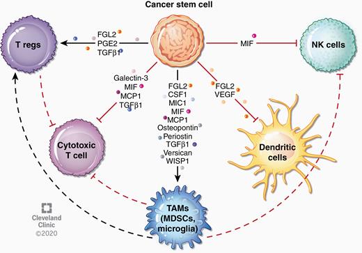 Immune modulation by CSCs. CSCs can alter tumor-associated immunity by secretion of factors that directly and indirectly suppress immune responses. For instance, several factors secreted by CSCs recruit TAMs, which subsequently suppress adaptive immune responses. Some factors have been found to inhibit natural killer cell and dendritic cell responses. CSC-derived factors can also directly affect T cell responses, leading to expansion of regulatory T cells or inhibition of cytotoxic T cells. Effects of specific cytokines are described in more detail in Table 2.