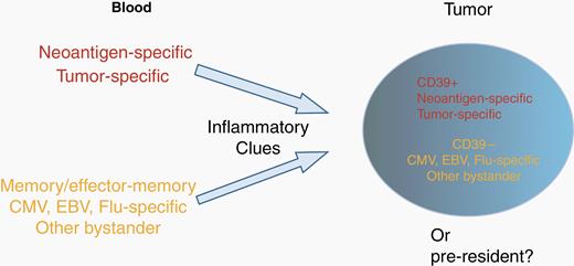 Bystander T cells in the tumor microenvironment. Schematic representation of the source and nature of T cells present in tumors. Tumors contain neoantigen-specific, tumor-specific, and viral-specific T cells that may be distinguished by CD39 expression. Concepts based on results are presented in Simoni et al.12