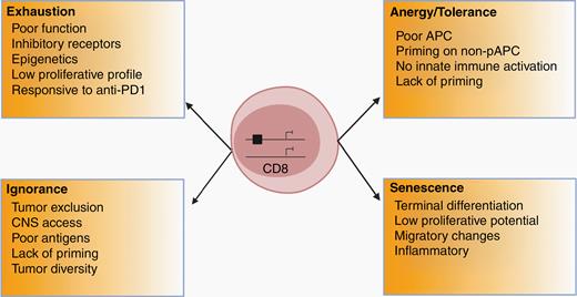 Potential types of T-cell dysfunction relevant for neuro-oncology. Summary of the major factors contributing to T-cell dysfunction.