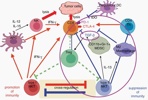 Interaction of cells and molecules as potential targets for immunotherapy. A large number of immunoregulatory cells, cell-surface molecules, and secreted cytokines and chemokines regulate the immune response to tumors and help define the tumor microenvironment. Effective immunotherapy with vaccines or adoptively transferred T cells will likely require overcoming many of these immunosuppressive agents. To block each one individually is a Herculean task, so we need to identify nodes at which these suppressive pathways intersect, to allow simultaneous inhibition of many of them. Transforming growth factor (TGF)-β may be one such node, as it plays a critical role in immune escape as it is able to suppress CD8+ T cells and activate regulatory T cells. TGF-β is made by many cells, including tumor cells, as well as myeloid-derived suppressor cells (MDSCs) when stimulated by interleukin (IL)-13 from type II natural killer T (NKT) cells. Type II NKT cells also inhibit protective type I NKT cells and make IL-13 that can induce M2 macrophages. All of these and the Tregs induced by TGF-β can inhibit CD8 anti-tumor T cells. Thus, TGF-β and the cells it acts upon are central to a complex circuity involving several different cell types and cytokines, positioning TGF-β at the intersection of multiple immunosuppressive mechanisms that could be targeted simultaneously by blocking this one cytokine.