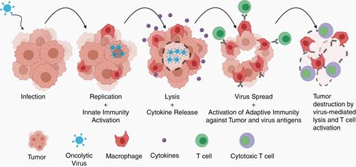 Replication-competent viruses infect tumor cells and activate immune responses. As they lead to tumor cell cytotoxicity and spread an infection to surrounding tumor cells, innate immune cells, such as macrophages, are activated and release cytokines, inflaming the tumor microenvironment. Lysis of tumor cells is thought to improve antigen presentation and infiltration of activated effector T cells against tumor and viral antigens. This leads to durable antitumor responses (adapted from Chiocca et al.96).