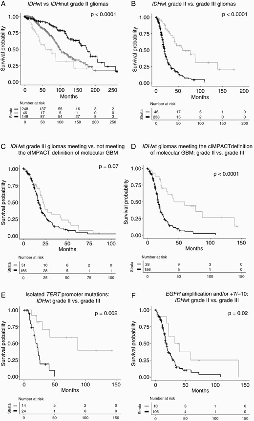 Overall survival in IDHwt grade II gliomas compared with IDHmut grade II (panel A) and to IDHwt grade III (panel B) gliomas; overall survival in IDHwt grade II and III gliomas meeting the cIMPACT-NOW definition for “Diffuse astrocytic glioma, IDH-wildtype, with molecular features of glioblastoma (grade IV)” (panel C-F). Panel A: survival curves for IDHmut 1p/19q codeleted (black line) vs IDHmut 1p/19q non-codeleted (dark gray line) vs IDHwt (light gray line) grade II gliomas (median OS: 176 vs 101 vs 59 mo, P < 0.0001). Panel B: survival curves for IDHwt grade II (gray line) vs IDHwt grade III (black line) gliomas (median OS: 59 vs 19 months, P < 0.0001). Panel C: survival curves for patients with IDHwt grade III gliomas meeting (black line) and not meeting (gray line) the cIMPACT definition for molecular glioblastoma (median OS: 17 vs 23 months, P = 0.07). Panel D: survival curves for patients with IDHwt grade II (gray line) and IDHwt grade III (black line) gliomas meeting the cIMPACT definition of molecular glioblastoma (median OS: 42 vs 17 months, P < 0.0001). Panel E: survival curves for patients with IDHwt grade II (gray line) and grade III (black line) gliomas meeting the cIMPACT definition for molecular glioblastoma because of isolated TERT promoter mutations (median OS: 88 vs 22 mo, P = 0.002). Panel F: survival curves for patients with IDHwt grade II (gray line) and grade III (black line) meeting the cIMPACT definition for molecular glioblastoma because of EGFR amplifications and/or the +7/−10 signature (median OS: 37 vs 18 mo, P = 0.02).