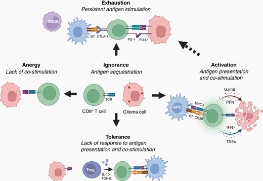 Glioma-mediated T-cell dysfunction during gliomagenesis. During early gliomagenesis, CD8+ T cells may remain “ignorant” due to inaccessibility of tumor-associated antigens (lack of Major Histocompatibility I (MHC-I) molecule interactions with T cell receptors (TCRs)). As gliomas progress and sufficient glioma antigen is produced, glioma-specific T cells can exist in different dysfunctional states, depending upon the specific signals from the glioma cells and the immune microenvironment. T cells can also be activated as a consequence of a lack of costimulation (B7-CD28 interactions), inducing a state of T cell “anergy”. Additionally, glioma cells can express immunosuppressive molecules (eg, Programmed Death Ligand-1 (PD-L1)) and recruit immunosuppressive cells (eg, myeloid-derived suppressor cells (MDSCs)) into the tumor microenvironment. Persistent tumor antigen and inhibitory signals can drive T cell “exhaustion”, a state of nontumor reactivity. Finally, in the presence of other immunosuppressive cells (eg, regulatory T cells (Tregs)), T cells can exhibit “tolerance”, in which they do not respond to antigen stimulation due to the presence of immunosuppressive cytokines (eg, Interleukin-10 (IL-10) and transforming growth factor-β (TGF-β)). The goal of immunotherapies is to induce T cell activation, instead of progression to these dysfunctional states. Activated T cells, after interacting with antigen-presenting cells (APCs) function to lyse tumor cells through the release of perforin (PFN), granzyme-B (GZMB), interferon-γ (IFNγ), and tumor necrosis factor-α (TNF-α). Created with BioRender.