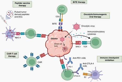 T cells as immunotherapeutic agents. T cells can be deployed as therapeutic modalities, serving as cancer vaccine inducers, cytotoxic effectors, or as targets for immune checkpoint de-repression. Bispecific T cell engager (BiTE) therapy uses a bispecific antibody that binds to CD3 and a tumor specific antigen, activating T cells to lyse the tumor. Oncolytic viruses cause direct tumor cell lysis, but can also be designed to stimulate the immune system by producing immunostimulatory cytokines or through tumor cell-mediated viral antigen presentation. Immune checkpoint inhibitors target Programmed Death Receptor-1 (PD-1) or Cytotoxic T-lymphocyte antigen 4 (CTLA-4) receptors for PDL-1 and B7 respectively, on T cells to promote cell cycle arrest and T cell exhaustion. Many tumors express PD-L1, which suppresses cytotoxic T cell function. Chimeric Antigen Receptor (CAR) T cells are autologous or donor T cells primed with an antigen receptor recognizing one or multiple glioma-expressed antigens or neoantigens. Cancer vaccines bolster cytotoxic T cell responses by overloading the immune system with neoantigens (peptides), either alone or presented on dendritic cells (DCs). With an increase in neoantigen content, antigen-presenting cells (APCs) can express these neoantigens on their cell surface, thus enabling T cells to generate more robust anti-tumoral responses. Created with BioRender.