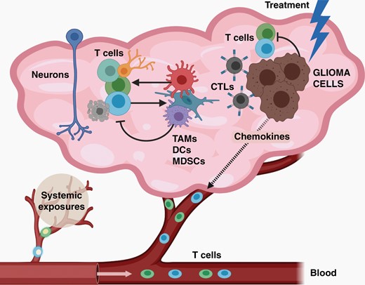 The complex and ever-evolving immune microenvironment in glioma. In gliomas, numerous distinct populations of T cells exist, which could either increase or inhibit tumor cell expansion. In addition, both T cell infiltration and function can be controlled by both neoplastic (glioma cells) and nonneoplastic (neurons, TAMs, DCs, MDSCs) cells through paracrine factor signaling. Importantly, T cell function is also influenced by systemic exposures (eg, atopic conditions, like asthma), but also by tumor-directed therapies. Created with BioRender.