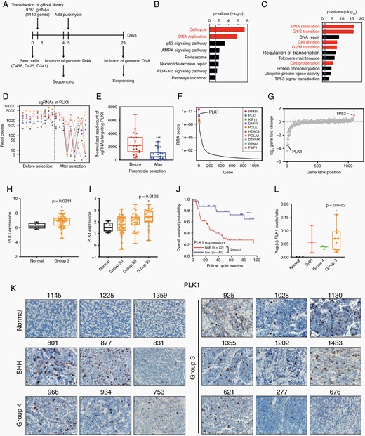 CRISPR-Cas9 screen establishes PLK1 as a critical mediator in MYC-driven medulloblastoma. (A) Schematic of the CRISPR-Cas9 screen performed on D425, D458, and D341 cell lines. (B, C) KEGG and GO enrichment analysis of significantly negative selected genes. (D) The read counts of sgRNAs targeting PLK1. The columns are cell lines. Each dot represents a sgRNA in PLK1. (E) Average read counts of sgRNAs targeting PLK1 before and after puromycin selection. (F) The distribution of top 10 negative robust rank aggregation score. (G) Log fold change of gene expression. PLK1 was identified as one of top negative selective genes as indicated by the green triangle. TP53 was labeled with red as positive control. (H) Microarray analysis of PLK1 in 134 Group 3 patients' samples versus 6 normal cerebellum samples. Dataset of MB was obtained from Cavalli et al. 2017, Cancer Cell. (I) Microarray analysis of PLK1 expression in Group 3 MB. n = 6 in normal, n = 61 in Group 3α, n = 35 in Group 3β, n = 38 in Group 3γ. (J) Kaplan–Meier plots indicating overall survival in relation to PLK1 expression in Group 3 MB patients. (K) Immunohistochemical staining of PLK1 in normal cerebellum and medulloblastoma pediatric patient tissues (Group 3, Group 4, SHH) at 40× magnification. (L) Quantification of IHC.