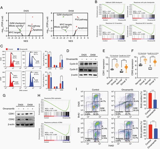 Onvansertib induces G2/M arrest and suppresses proliferation. (A) GSEA hallmark gene sets of onvansertib treated D425 and D458 cells. (B) GSEA of cell cycle checkpoints and transition. (C) Flow cytometry analysis shows increased G2/M arrest that was seen consistently in MB cells treated with onvansertib for 24 h. (D) Cyclin B and cyclin E protein levels in onvansertib versus DMSO treated MB cells. (E, F) CDK1 and CDK2 expression in 11 Group 3 patient samples from our dataset and 134 Group 3 patient samples from Cavalli dataset. (G) CDK1 and CDK2 protein levels in onvansertib versus DMSO treated MB cells. (H) GSEA of DNA replication and synthesis. (I) Flow cytometry profile showing BrdU incorporation into nuclei as a function of DNA content. Four boxes are shown, representing nuclei in G1, S, G2/M, and apoptotic, respectively.
