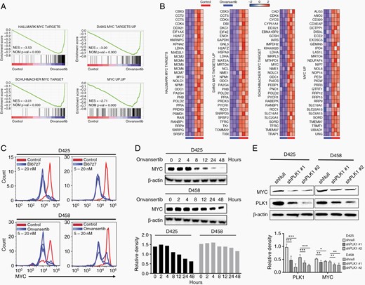 Onvansertib suppresses MYC expression and transcriptional activity. (A) GSEA of MYC targets gene sets. (B) Leading edge analysis of MYC targets gene sets. (C) Flow cytometry analysis c-MYC protein levels upon various concentration of either BI6727 or onvansertib treatment (5 nM, 10 nM, or 20 nM). (D) Time-course analysis of c-MYC protein level with treatment of onvansertib. (E) PLK1 and c-MYC protein levels in MB cells with PLK1 knockdown. The protein was collected after transfection with shPLK1 for 72 h.