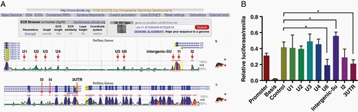 Investigation functional ncECRs within the AIP genomic locus. A. Panel shows human–rat pair-wise comparison of Human genome (hg19) and Rat genome (rn4). Pink marked lines represent ncECRs, blue marked peaks represent coding exons, green marked peaks represent transposons and simple repeats, salmon marked peaks represent intronic regions, red marked peaks represent intergenic regions, yellow marked peaks represent the untranslated region (UTR: 5′UTR and 3′UTR) of AIP. U1–U6 are conserved regions upstream of AIP, I1–I4 are intragenic conserved regions, while intergenic-5U is the merged as one region by intergenic and 5′UTR sequences. B. Luciferase assay results of ncECRs of the AIP genomic locus. (*P < .05, vs. control.). The experiments were repeated three times with consistent results. The two-tailed Student’s t-tests were used. Bar represents mean ± SD. See online supplementary material for a color version of this figure.