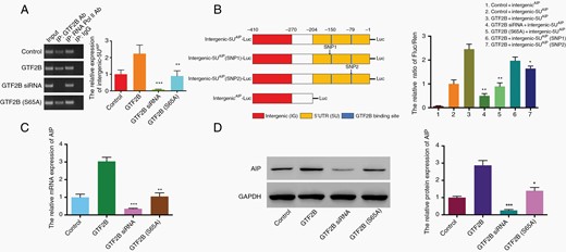 The transcriptional effect of GTF2B on AIP expression in SH-SY5Y cell line. A. ChIP experiment verifies GTF2B can bind intergenic-5U element. The relative expression of intergenic-5U by RT-PCR represents difference of binding activity between various treatments (**P < .01 and ***P < .001, vs. GTF2B group). B. Binding activity dependent on TFBSs located within 5U segment. Luciferase activity normalized for Renilla luciferase activity and expressed relative to the activity of the control + intergenci-5UAIP group. Different luciferase reporter constructs are design as left diagram; SNP1: rs561050596, C > T; SNP2: rs377565228 C > G; (*P < .05, **P < .01, vs. GTF2B + intergenic-5UAIP group). C and D. Effects of various transfections on the expression of AIP mRNA and protein in SH-SY5Ycells, analyzed by qRT-PCR and western blotting (*P < .05, **P < .01, and ***P < .001, vs. GTF2B group). Three independent experiments were repeated for each result. The two-tailed Student’s t-tests were used. Bar represents mean ± SD.