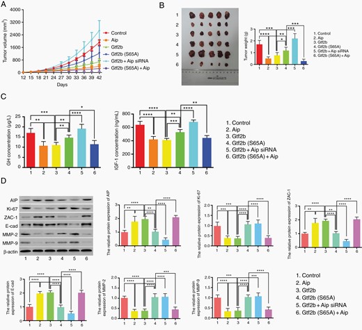 The inhibition of GTF2B on tumor growth in subcutaneous GHPA models. A. Tumor volume of mice with various treatments once daily since the 12th day after tumor cell transplantation, measured for 42 days. B. Macroscopic image of tumor resected at the 42nd day (left) and the tumor weight comparison between various treatments (right). C. ELISA assays to test GH (left) and IGF-1 (right) secretion from mice with various treatments. D. Western blot analysis of Ki-67, ZAC-1, E-cadherin, MMP2 and MMP9 expression in tumor models with various treatments. Each group contained five mice, the two-tailed Student’s t-tests were used. Bar represents mean ± SD, *P < .05, **P < .01, ***P < .001, and ****P < .0001.