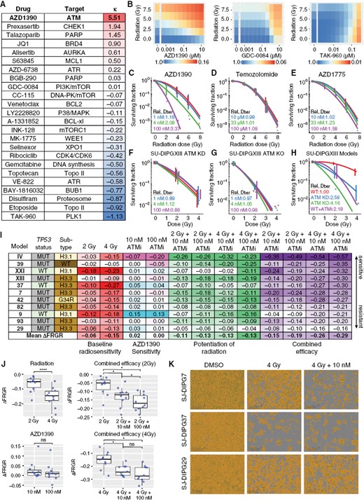 AZD1390 radiosensitized cells representing distinct molecular subgroups of pHGG. (A) BRAID response surface model analysis of 24 CNS-penetrant FDA-approved drugs or clinical candidates targeting the DDR in combination with radiation in SU-DIPGXIII cells (n = 3). (B) Exemplar BRAID response surface models from (A). (C-E) Linear quadratic (LQ) fits of colony-forming assays (CFAs) testing the combination of radiation with AZD1390 (C) or with 2 drugs (D-E) currently used or in clinical development for pHGG (n = 3). Dbar, the mean inactivation dose, was averaged over biological replicates and divided by the Dbar for the vehicle (red). (F-G) LQ fits from CFA experiments in SU-DIPGXIII ATM kinase dead (KD) or knockout (KO) cells treated with increasing doses of AZD1390 (n = 3). No further radiosensitization was observed in ATM KD and KO cells after treatment with up to 100 nM AZD1390, confirming that the drug potentiates radiation solely through ATM inhibition within this concentration range. (H) Overlay of the LQ fits from CFA experiments in SU-DIPGXIII WT cells (± 100 nM AZD1390), SU-DIPGXIII ATM KD cells, or SU-DIPGXIII ATM KO cells (n = 3). Wild-type SU-DIPGXIII cells treated with 100 nM AZD1390 showed radiation sensitivity comparable to that of ATM KD cells (Dbar relative to vehicle = 2.18 vs. 2.58, respectively) but less than that of ATM KO cells (Dbar relative to vehicle = 4.16). (I) Summary of the average change in FRGR calculated from the confluence assays of 11 pHGG cell lines for 14 days (n ≥ 3). (J) Statistical analysis of the distributions of ΔFRGR values reported in (I). Data are presented as Tukey box-and-whisker plots and were analyzed by paired Student’s t-test (when comparing 2 groups) or one-way within-subjects ANOVA modeling the effect of drug treatment on ΔFRGR (when comparing >2 groups). (K) Representative microscopy images from the confluence assay of SJ-DIPG7, SJ-DIPGXIII, and SJ-DIPG37 cells. Scale bar: 300 µm.